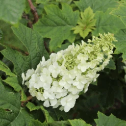 Gatsby Glow Ball™ Oakleaf Hydrangea -Flower Shop GatsbyGlowBall OakleafHydrangea 2