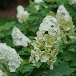 Gatsby Glow Ball™ Oakleaf Hydrangea -Flower Shop GatsbyGlowBall OakleafHydrangea 4