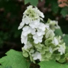 Gatsby Glow Ball™ Oakleaf Hydrangea