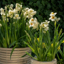 'Geranium' Tazetta Daffodil (Narcissus) -Flower Shop Geranium TazettaDaffodil Narcissus 5
