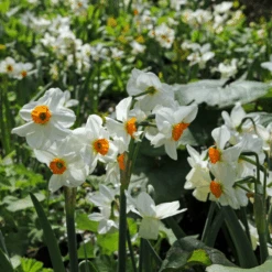 'Geranium' Tazetta Daffodil (Narcissus) -Flower Shop Geranium TazettaDaffodil Narcissus 6