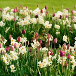 'Geranium' Tazetta Daffodil (Narcissus) -Flower Shop Geranium TazettaDaffodil Narcissus 7