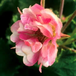 Tempo™ Rose Geum -Flower Shop Geum Tempo Rose 5
