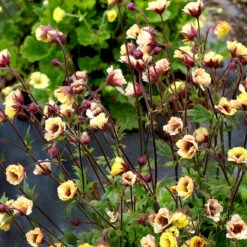 Tempo™ Yellow Geum 8 Tempo™ Yellow Geum -Flower Shop Geum Tempo Yellow 1 sq