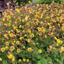 Tempo™ Yellow Geum 7 Tempo™ Yellow Geum -Flower Shop Geum Tempo Yellow 13 sq