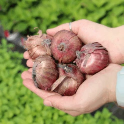 'Passos' Gladiolus -Flower Shop GladiolusBulbs 1