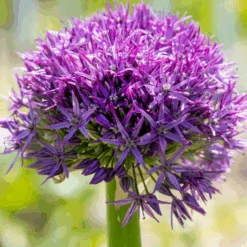 'Globemaster' Giant Allium -Flower Shop GlobemasterAllium 2