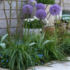 'Globemaster' Giant Allium -Flower Shop GlobemasterAllium 3