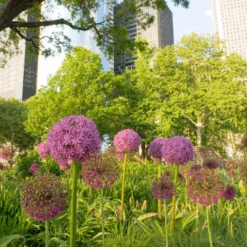 'Globemaster' Giant Allium -Flower Shop GlobemasterAllium 4