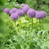 'Globemaster' Giant Allium