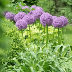 'Globemaster' Giant Allium