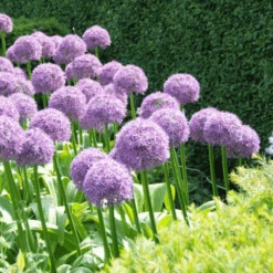 'Globemaster' Giant Allium -Flower Shop GlobemasterAllium 6
