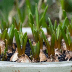 Grape Hyacinth (Muscari) -Flower Shop GrapeHyacinth