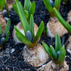 Grape Hyacinth (Muscari) -Flower Shop GrapeHyacinth 2
