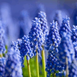 Grape Hyacinth (Muscari) -Flower Shop GrapeHyacinth 7