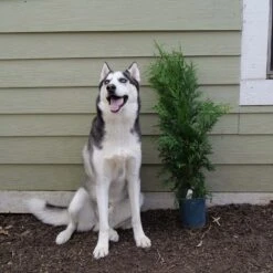 'Green Giant' Arborvitae/Thuja 13 'Green Giant' Arborvitae/Thuja -Flower Shop Great garden plants green giant arborvitae 544ba6cb 2aa2 48b6 a69f f2045670184d sw