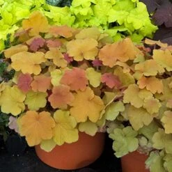 'Caramel' Coral Bells -Flower Shop HEUCA1Q 1