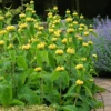 Hardy Jerusalem Sage (Phlomis)