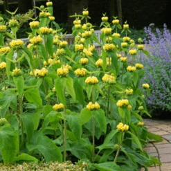 Hardy Jerusalem Sage (Phlomis)