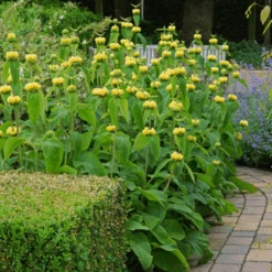 Hardy Jerusalem Sage (Phlomis) -Flower Shop Hardy Jerusalem Sage Phlomis 1