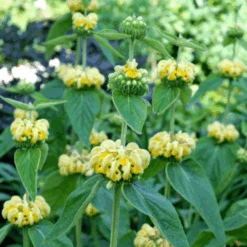 Hardy Jerusalem Sage (Phlomis) -Flower Shop Hardy Jerusalem Sage Phlomis 3