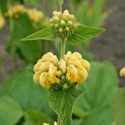 Hardy Jerusalem Sage (Phlomis) -Flower Shop Hardy Jerusalem Sage Phlomis 4