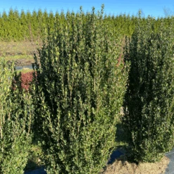 Hedge Box™ Japanese Holly (Ilex) -Flower Shop HedgeBox JapaneseHolly Ilex 2