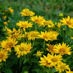 Tuscan Gold™ False Sunflower -Flower Shop Heliopsis Tuscan Gold 2 P