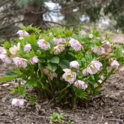 Wedding Party® 'Flower Girl' Lenten Rose (Helleborus) -Flower Shop Helleborus FlowerGirl