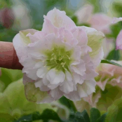 Wedding Party® 'Flower Girl' Lenten Rose (Helleborus)