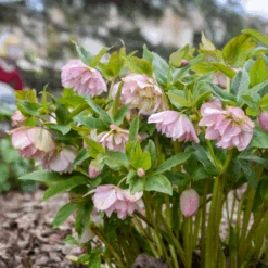 Wedding Party® 'Flower Girl' Lenten Rose (Helleborus) -Flower Shop Helleborus FlowerGirl 3