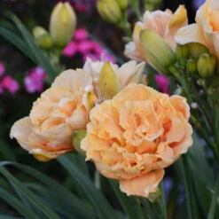 Rainbow Rhythm® 'Siloam Peony Display' Daylily -Flower Shop Hemerocallis Siloam Peony Display 2 P