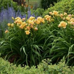 Rainbow Rhythm® 'Siloam Peony Display' Daylily -Flower Shop Hemerocallis Siloam Peony Display 4 P