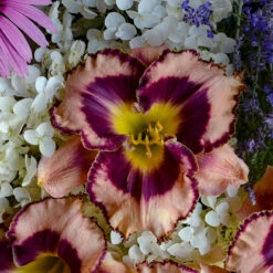 Rainbow Rhythm® 'Sound Of My Heart' Daylily -Flower Shop Hemerocallis Sound of My Heart 1 P
