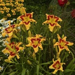 Rainbow Rhythm® 'Tiger Swirl' Daylily -Flower Shop Hemerocallis Tiger Swirl 3 P sw