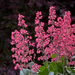 Dolce® 'Spearmint' Coral Bells -Flower Shop Heuchera Dolce Spearmint 1 P