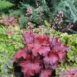 'Fire Alarm' Coral Bells -Flower Shop Heuchera Fire Alarm 1 P 350cde67 c50e 4b90 ab98 8190365a9f1f sw