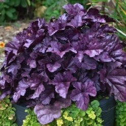 Dolce® 'Wildberry' Coral Bells -Flower Shop Heuchera Wildberry 3 P sw