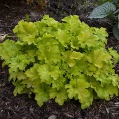 Dolce® 'Apple Twist' Coral Bells -Flower Shop Heuchera Apple Twist 3 P sw