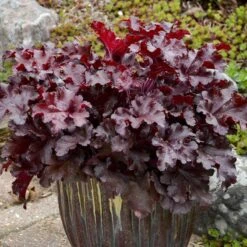 Dolce® 'Cherry Truffles' Coral Bells -Flower Shop Heuchera Cherry Truffles 2 P sw