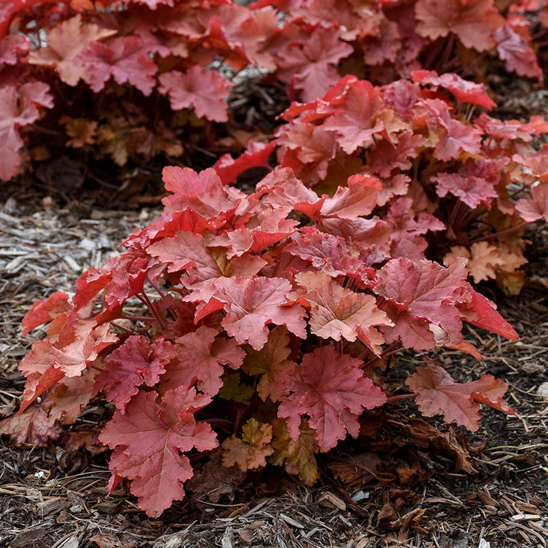 Primo® 'Peachberry Ice' Coral Bells 2 Primo® 'Peachberry Ice' Coral Bells - Image 2