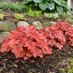 Primo® 'Peachberry Ice' Coral Bells 7 Primo® 'Peachberry Ice' Coral Bells -Flower Shop Heuchera Peachberry Ice 3 P
