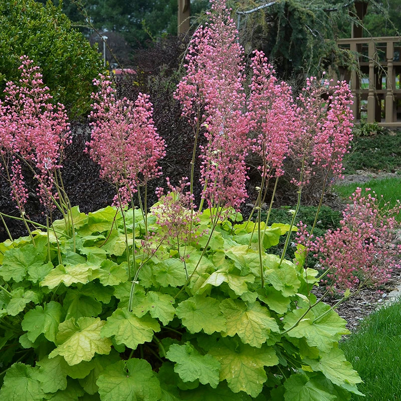 Primo® 'Pretty Pistachio' Coral Bells 2 Primo® 'Pretty Pistachio' Coral Bells - Image 2