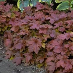 Fun And Games® 'Hopscotch' Foamy Bells -Flower Shop Heucherella Hopscotch 3 P sw