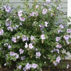 Azurri Blue Satin® Rose Of Sharon -Flower Shop Hibiscus Azurri Blue Satin 3 P 0606f6d2 6998 4f8a 9b0b 871820dea8a7 sw