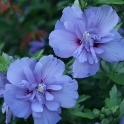 Blue Chiffon® Rose Of Sharon -Flower Shop Hibiscus Blue Chiffon 3 P 1894c01e 5a60 49a2 9add a39d29ea2741 sw