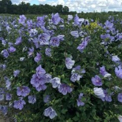 Blue Chiffon® Rose Of Sharon -Flower Shop Hibiscus Blue Chiffon 4 P 99a950d6 76a0 4bac bce5 2a964bca78bc sw