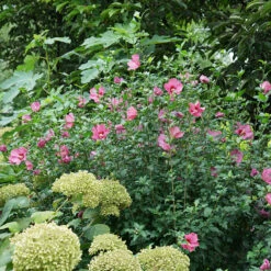 Lil' Kim® Red Rose Of Sharon -Flower Shop Hibiscus Lil Kim Red 4