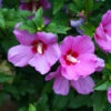 Lil' Kim® Violet Rose Of Sharon