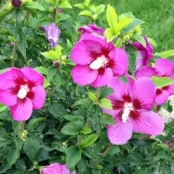 Lil' Kim® Violet Rose Of Sharon -Flower Shop Hibiscus Lil Kim Violet 4